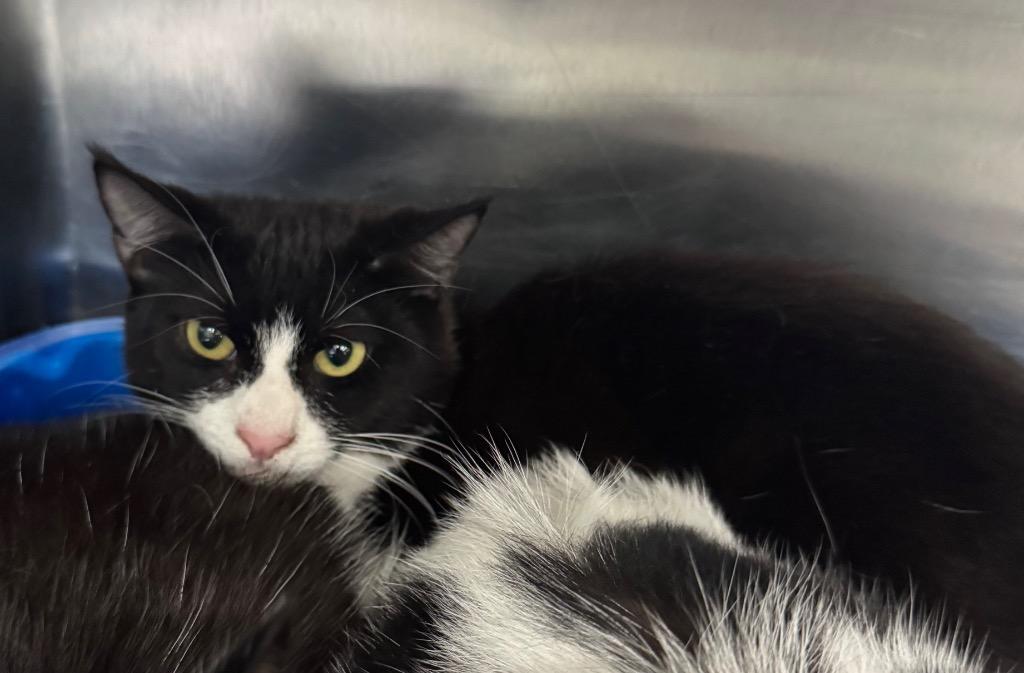 Sofia, Adoptable, Kitten Female Domestic Short Hair.