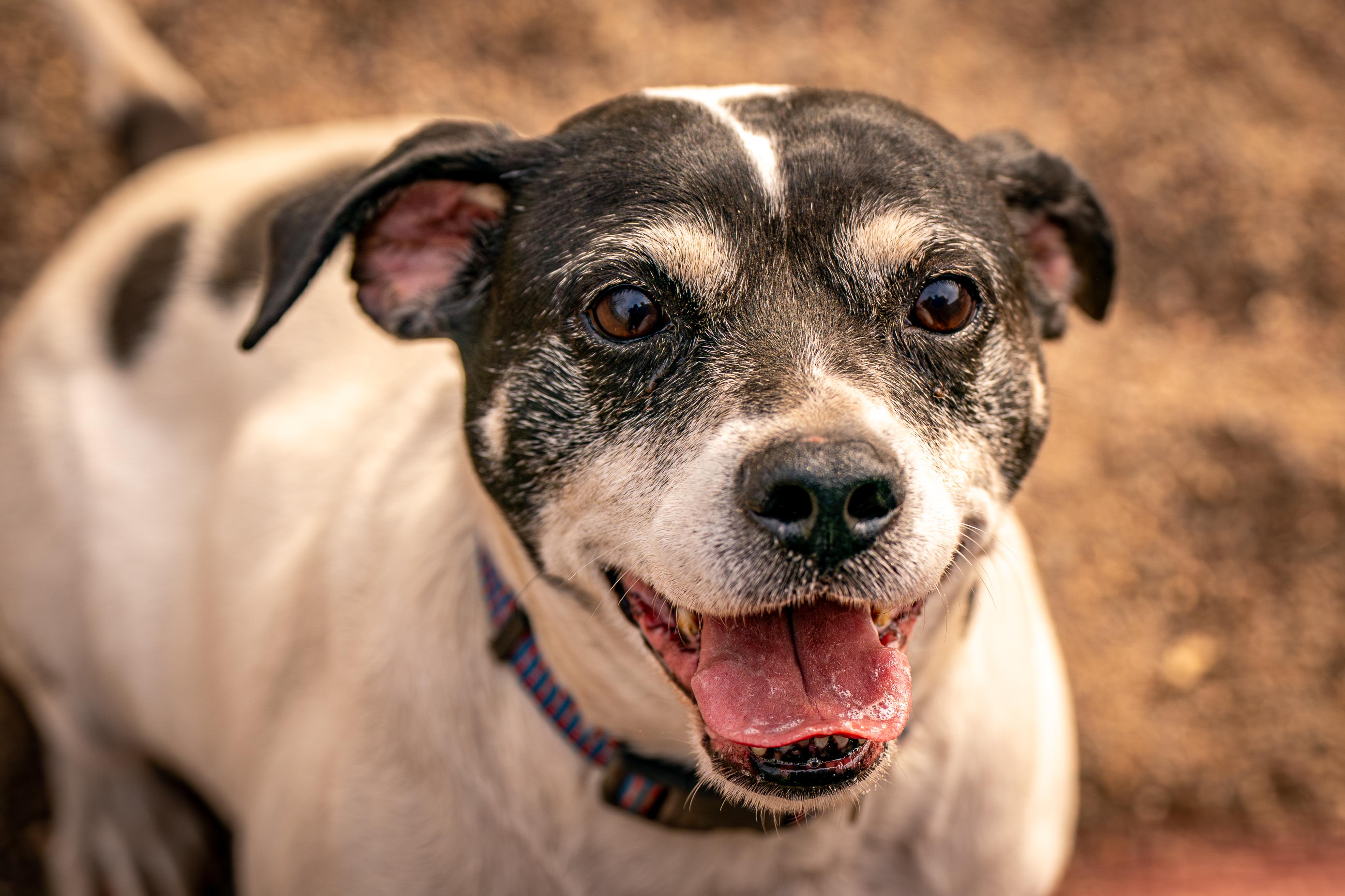 Enlarge Retro, a ADOPTABLE mixed breed in Red Wing, MN image 1/6
