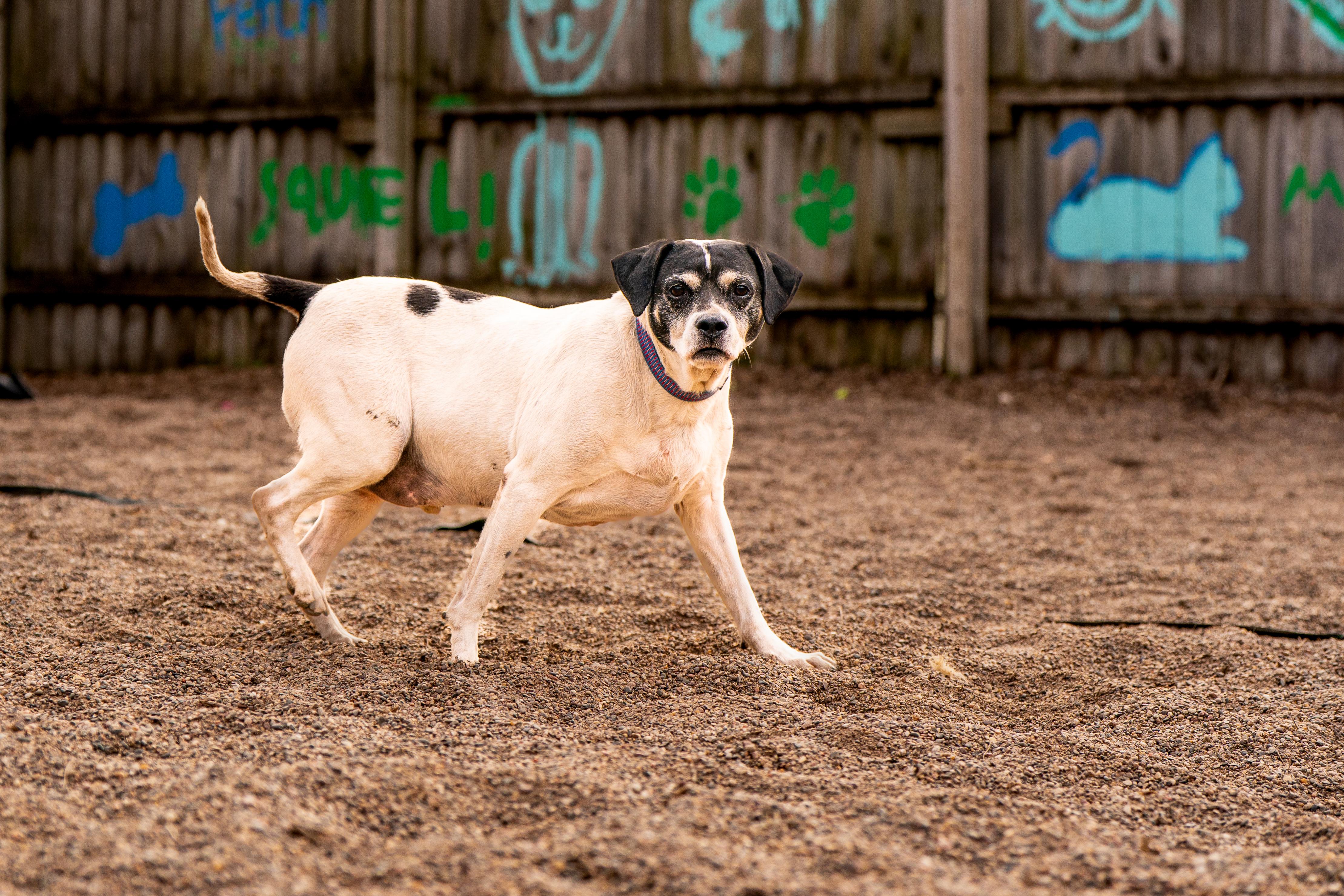 Enlarge Retro, a ADOPTABLE mixed breed in Red Wing, MN image 2/6