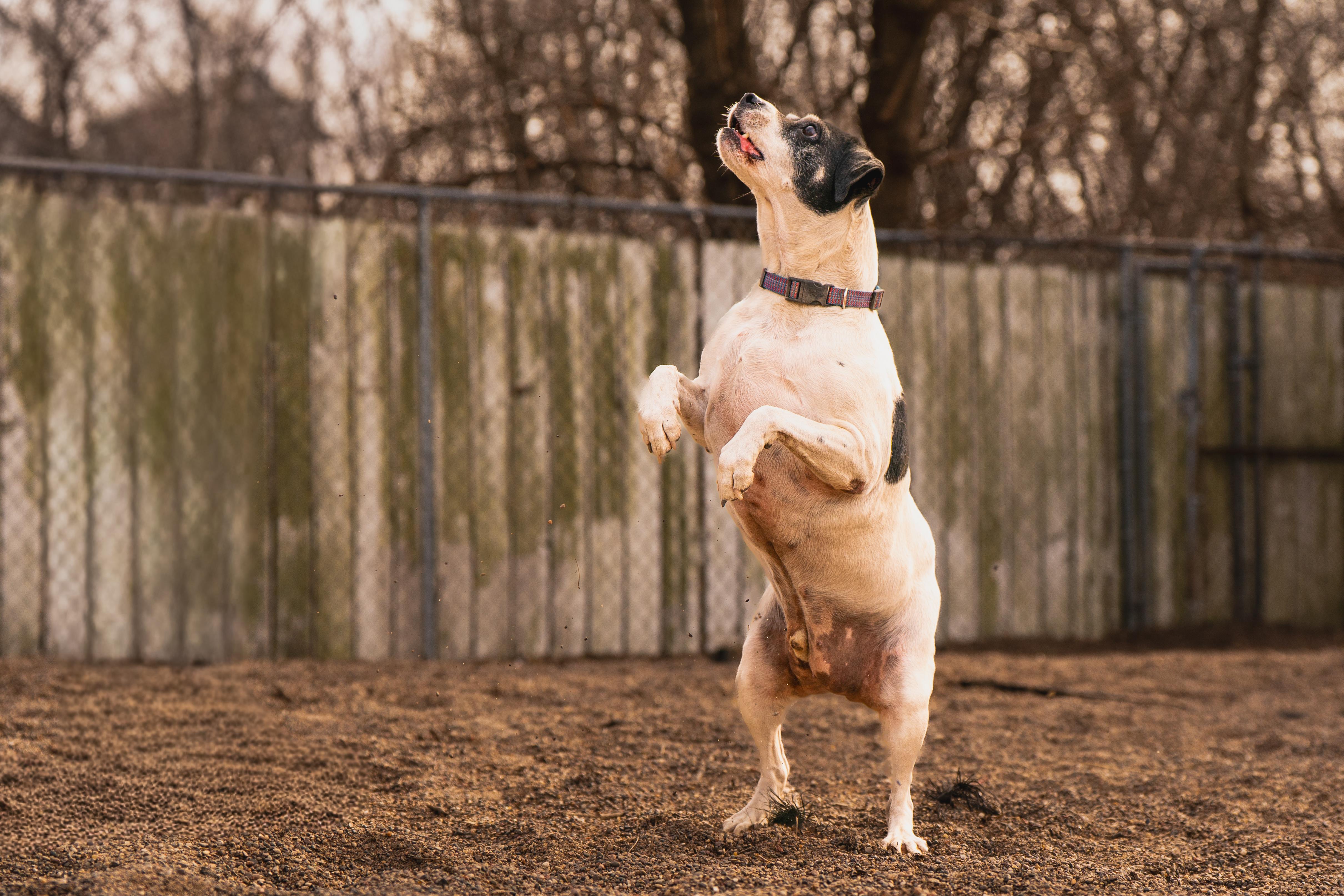 Enlarge Retro, a ADOPTABLE mixed breed in Red Wing, MN image 4/6