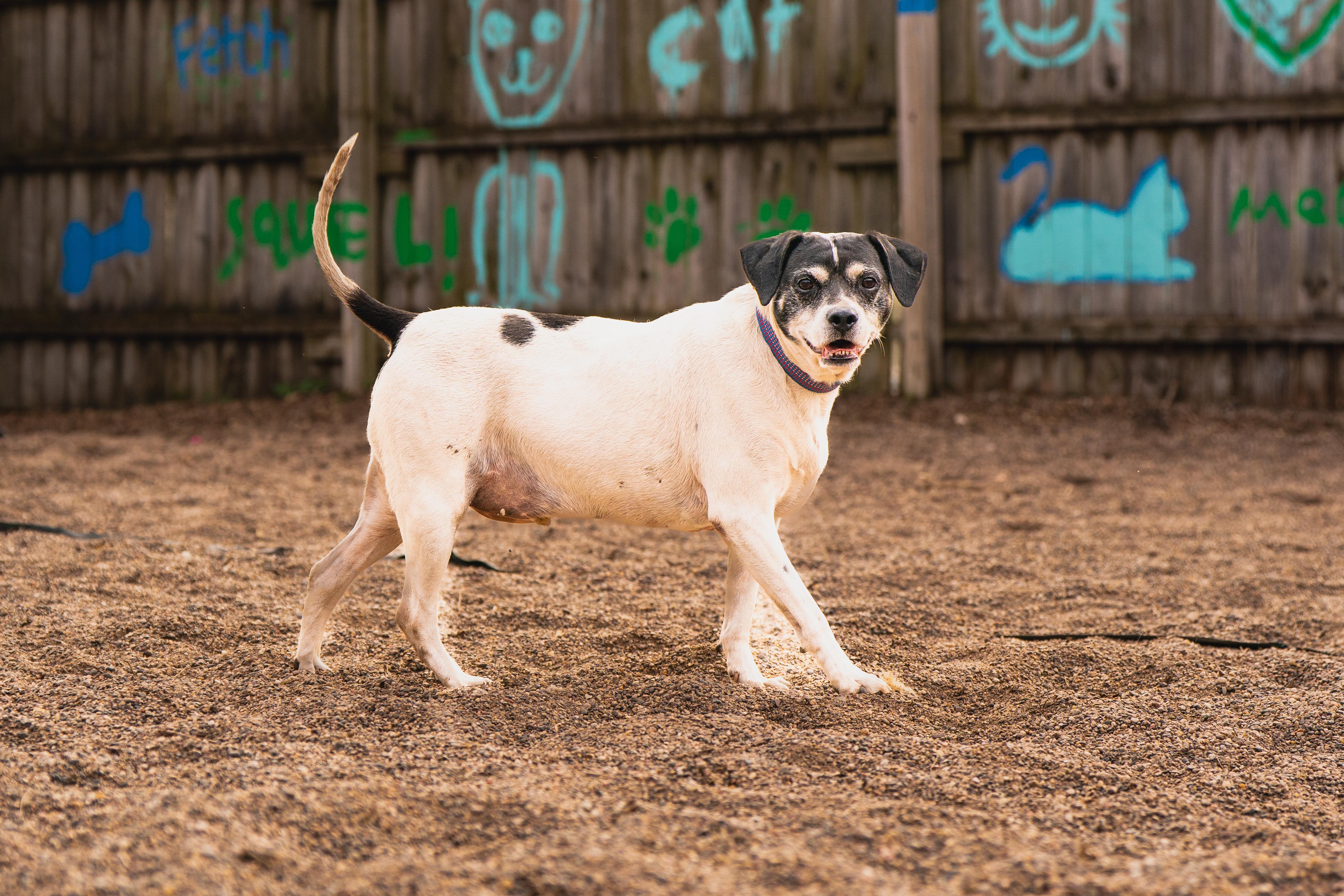 Enlarge Retro, a ADOPTABLE mixed breed in Red Wing, MN image 5/6
