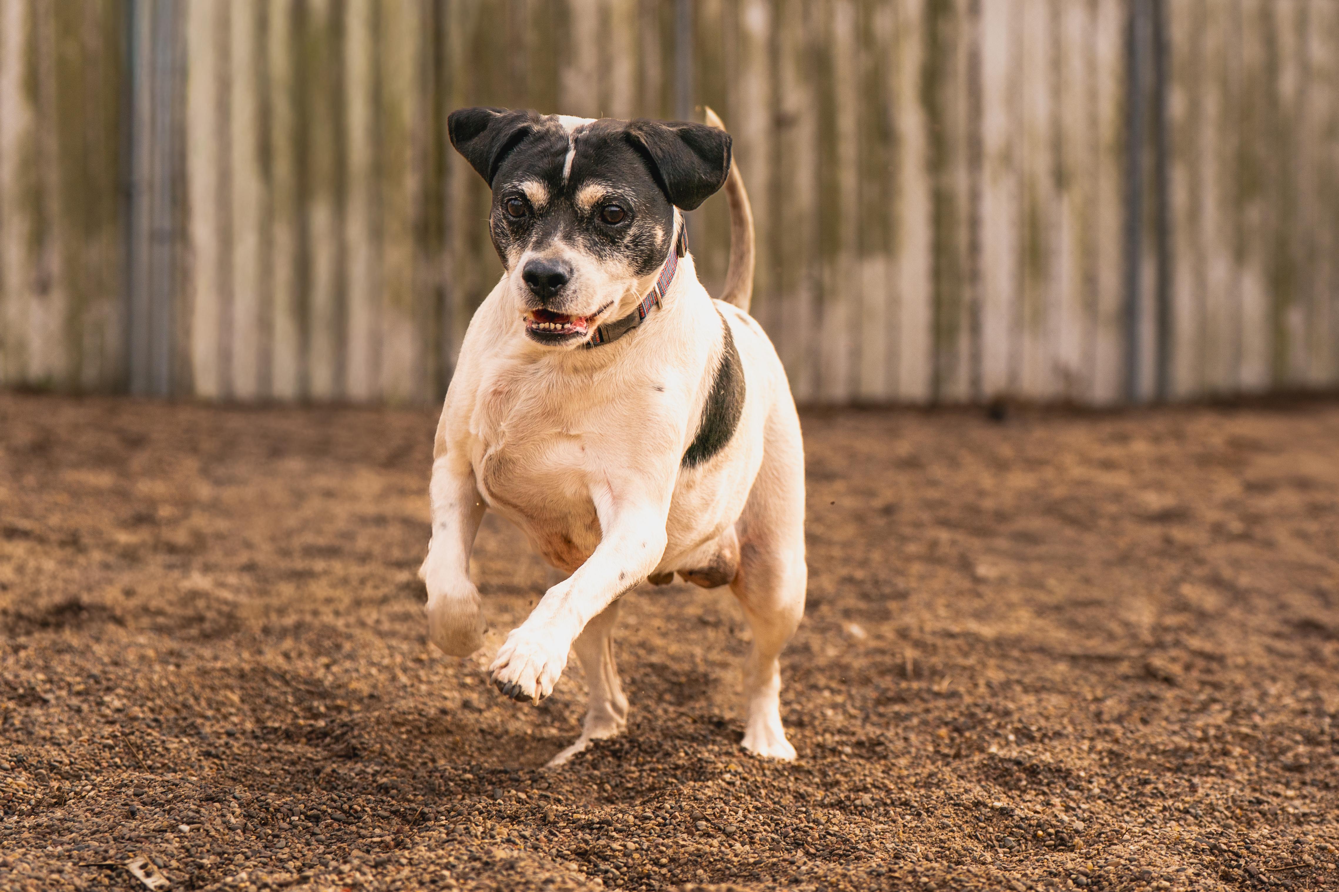 Enlarge Retro, a ADOPTABLE mixed breed in Red Wing, MN image 6/6