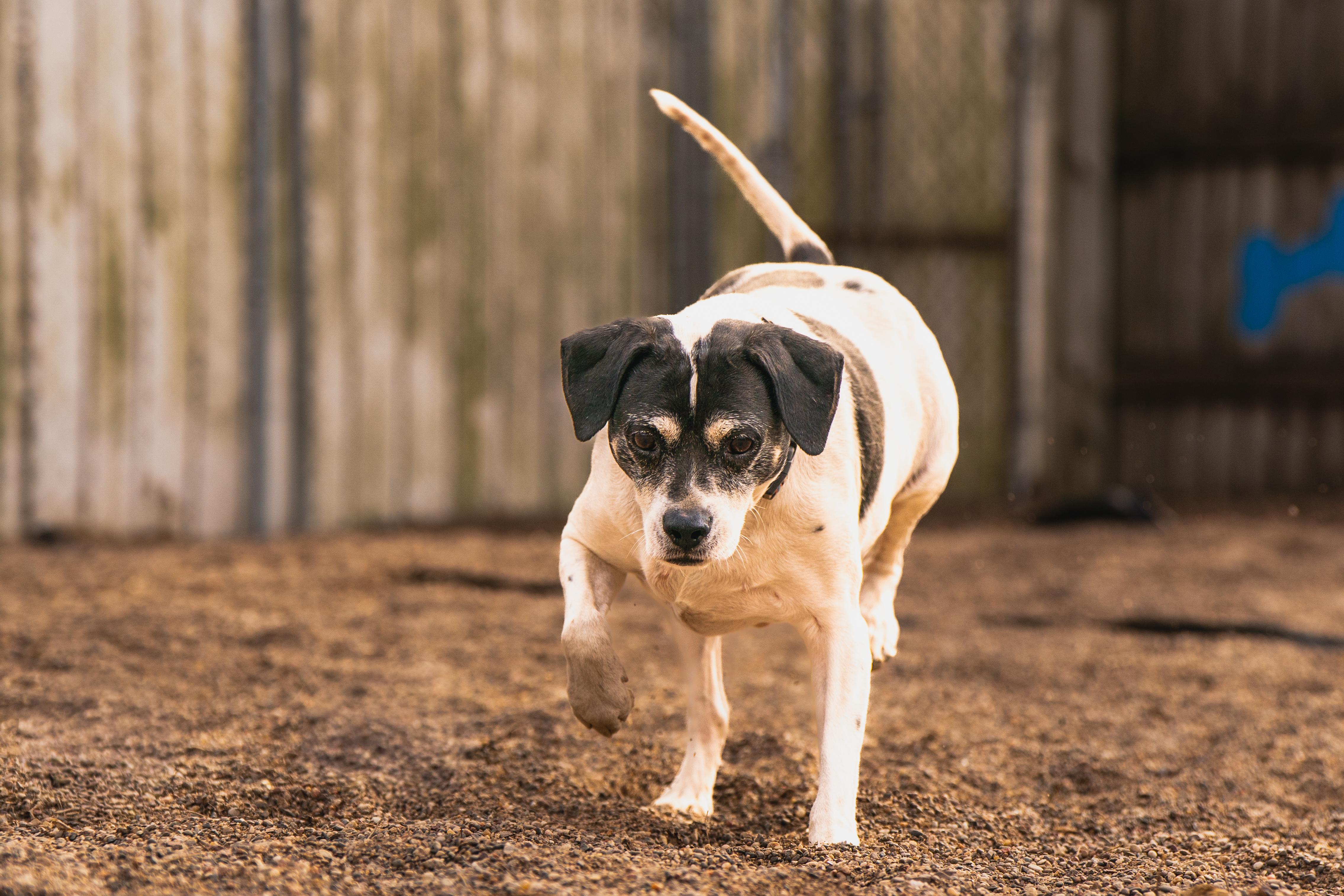 Enlarge Retro, a ADOPTABLE mixed breed in Red Wing, MN image 3/6