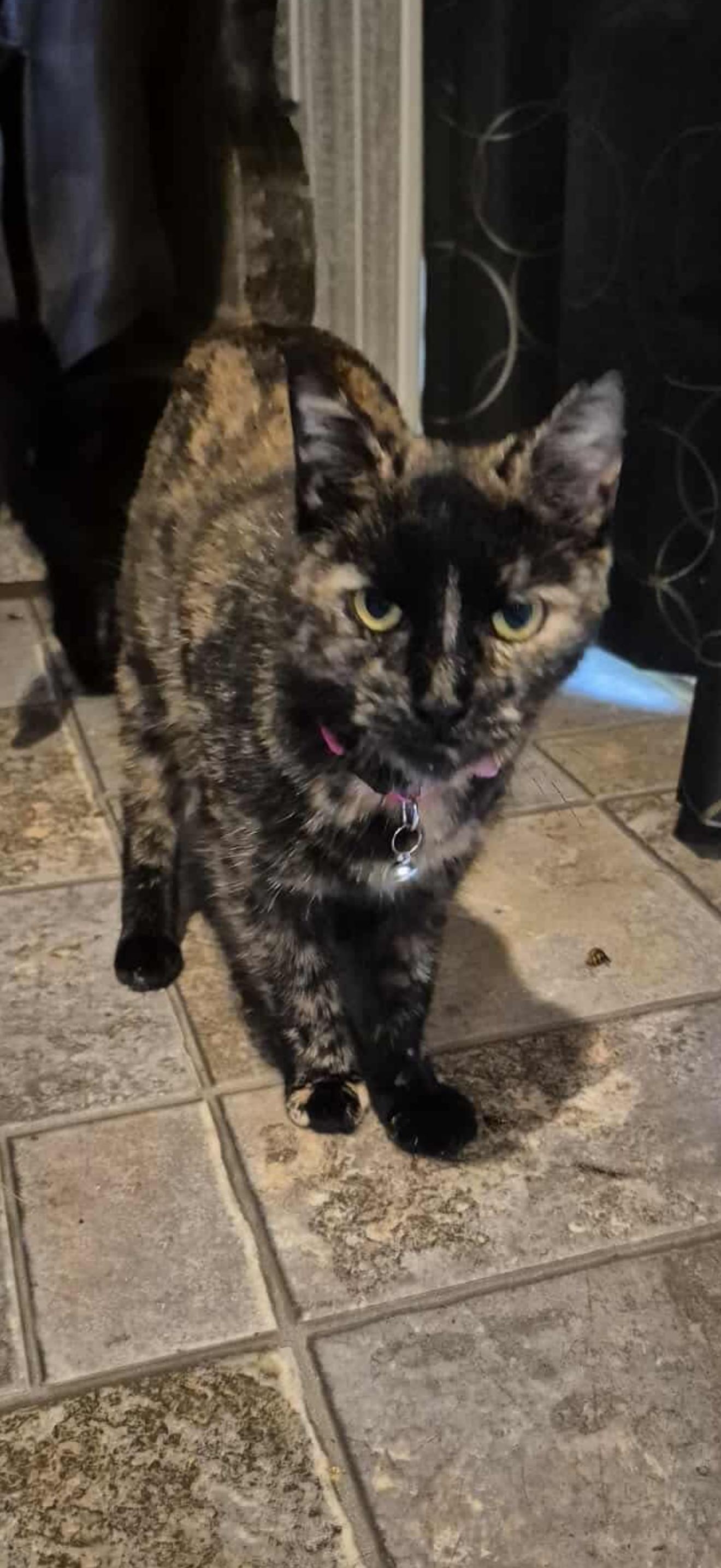 Enlarge Hocus Pocus, a ADOPTABLE Tortoiseshell in Mechanicsburg, PA image 1/1