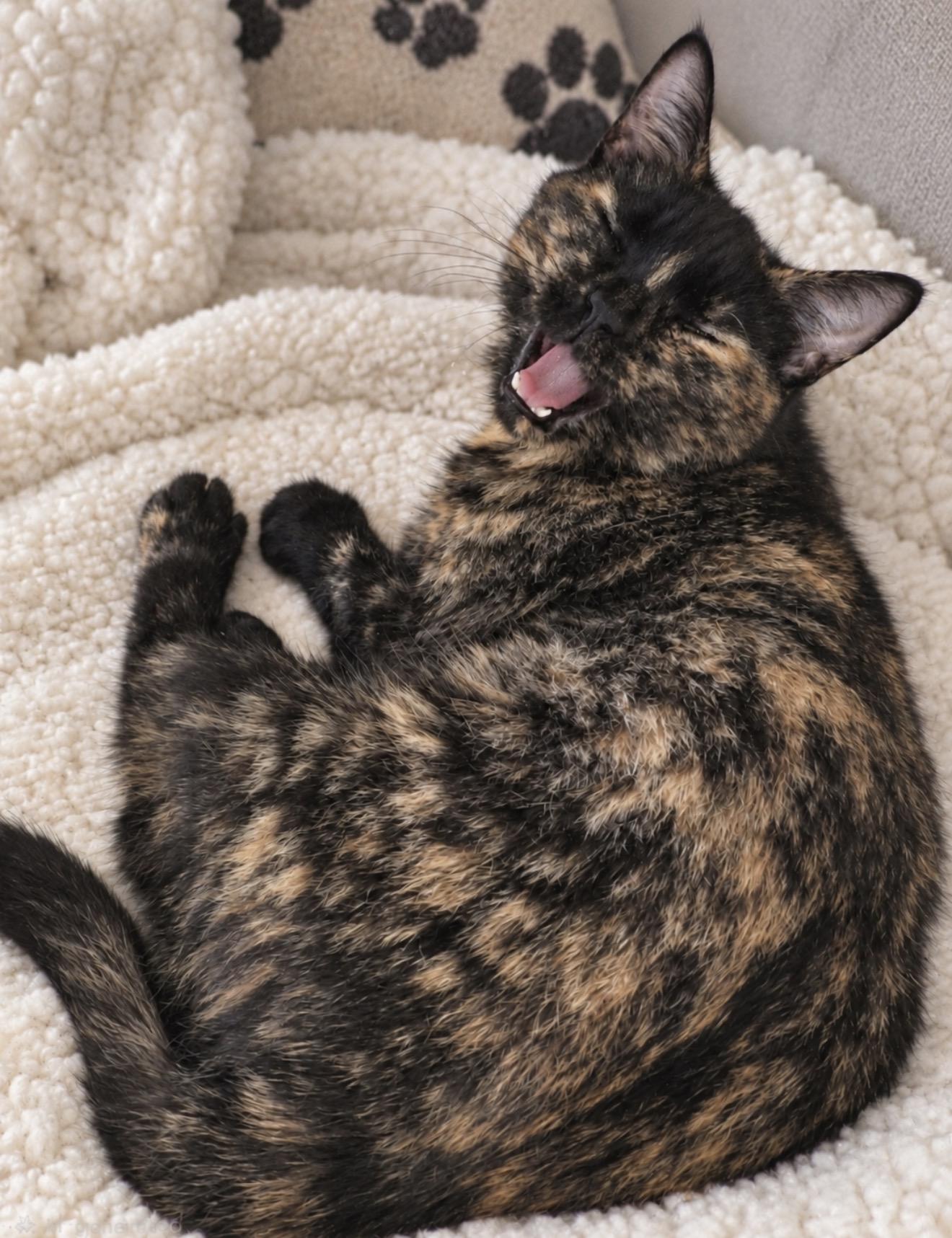 Enlarge Hocus Pocus, a Adoptable Tortoiseshell in Mechanicsburg, PA image 4/4