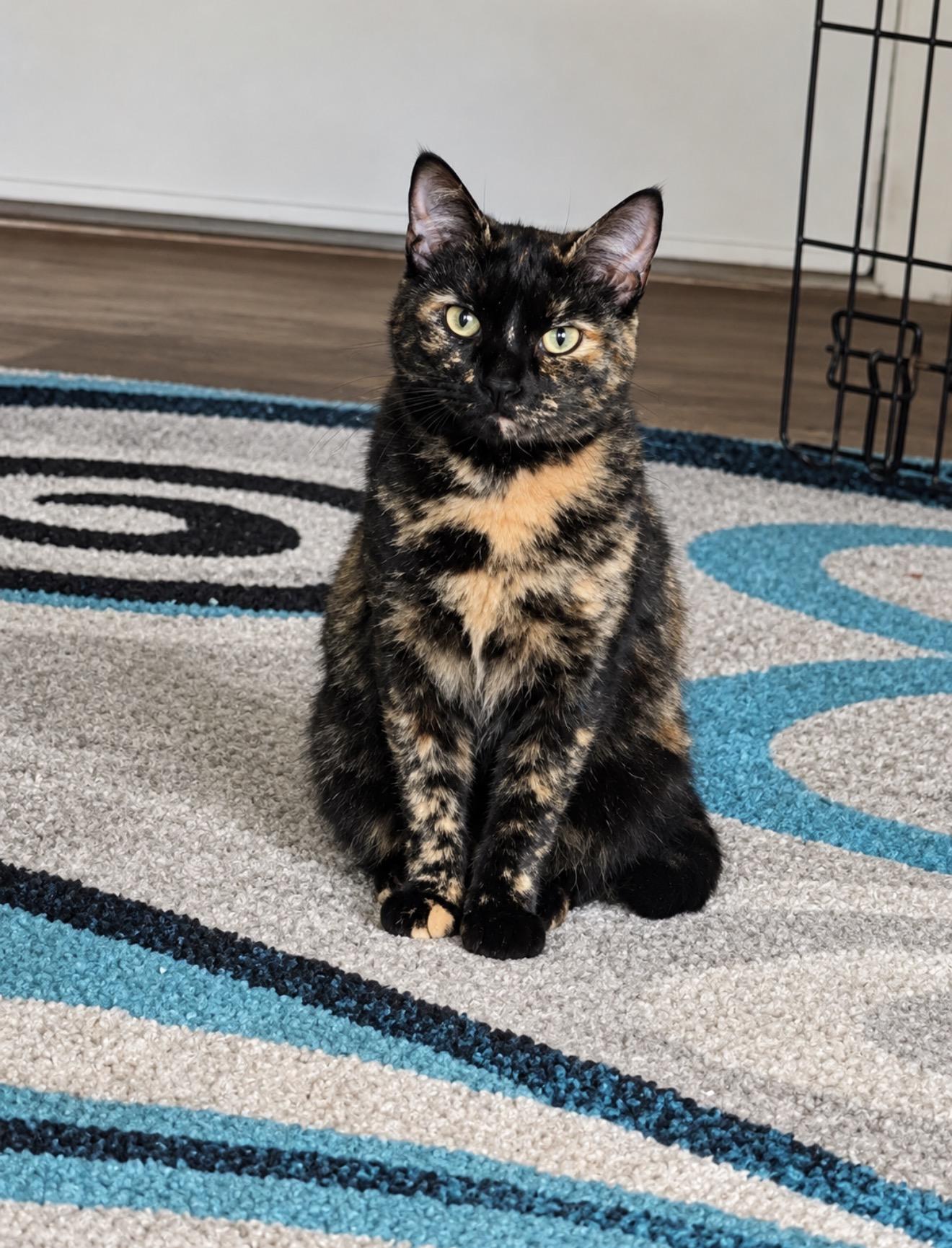 Enlarge Hocus Pocus, a Adoptable Tortoiseshell in Mechanicsburg, PA image 2/4