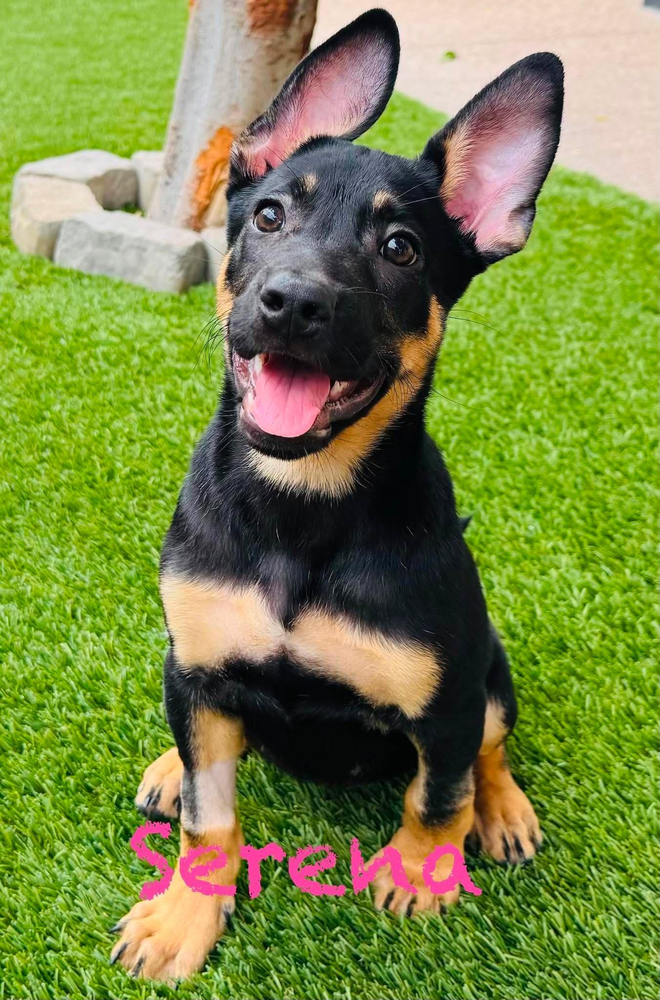 Enlarge Serena, a Adoptable German Shepherd Dog in Mission Viejo, CA image 1/1