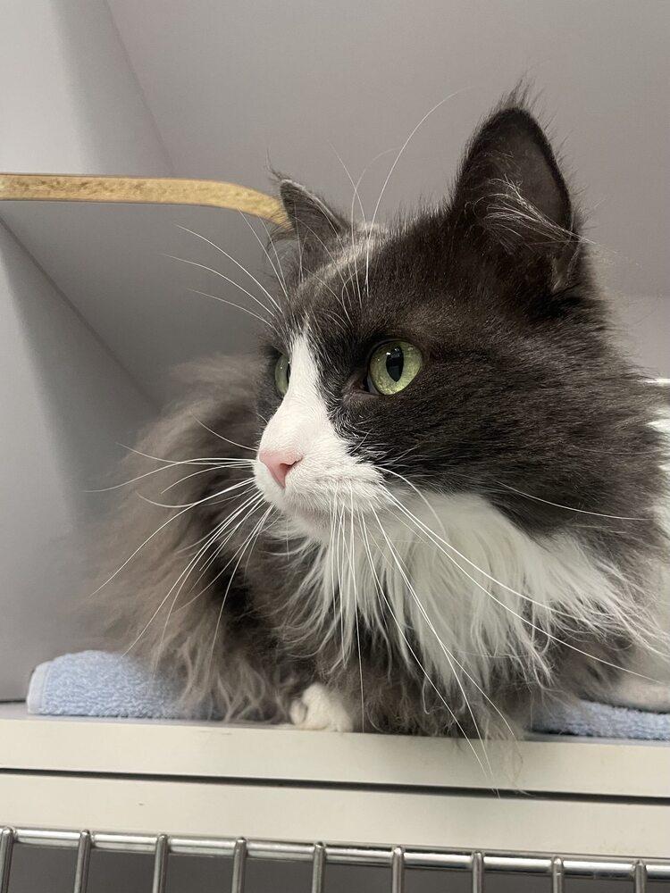 Alberta Einstein, a Adoptable Domestic Medium Hair in Trenton, ME image 1/4