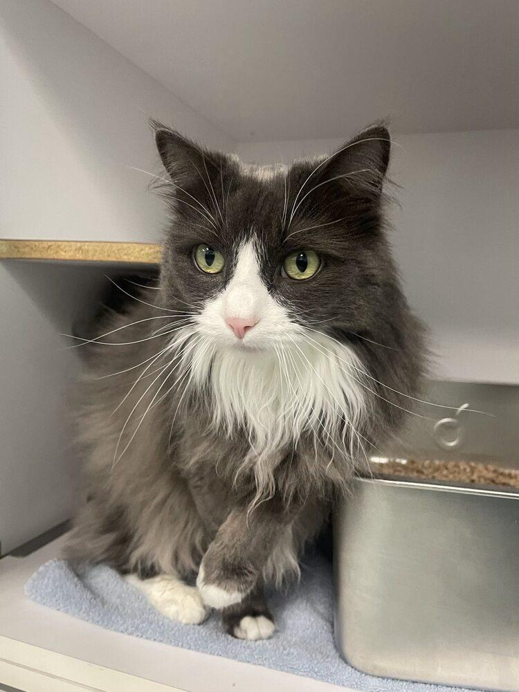Alberta Einstein, a Adoptable Domestic Medium Hair in Trenton, ME image 2/4