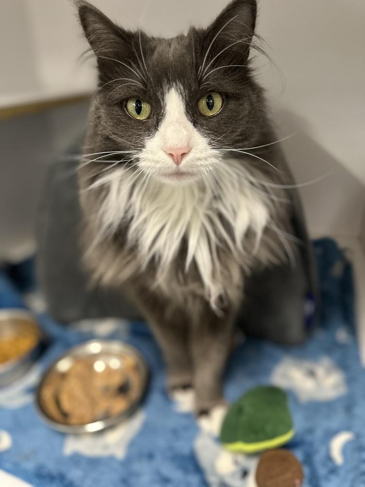 Alberta Einstein, a Adoptable Domestic Medium Hair in Trenton, ME image 3/4