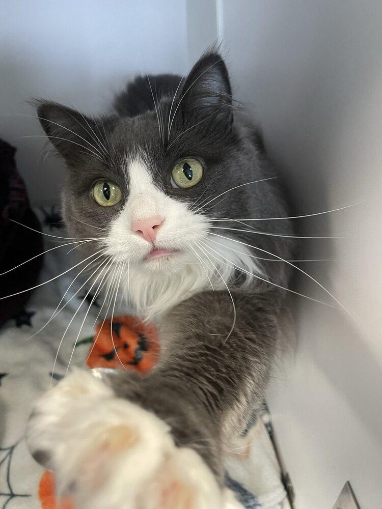 Alberta Einstein, a Adoptable Domestic Medium Hair in Trenton, ME image 4/4