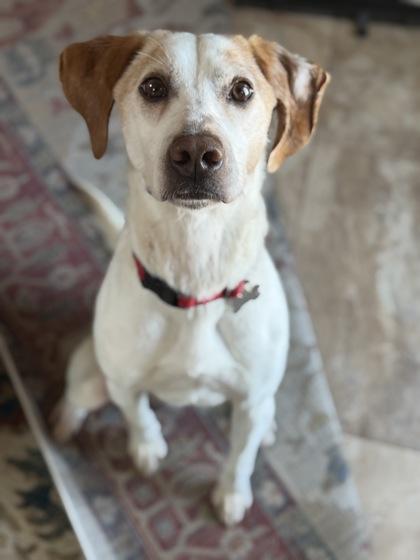 Murphy, Adoptable, Adult Male Hound & Mixed Breed.