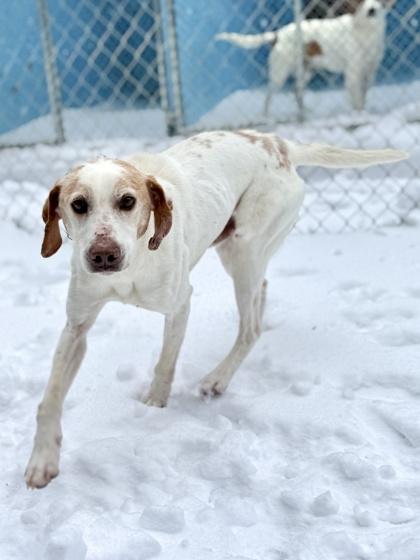 Murphy, a Adoptable mixed breed in King William, VA image 2/2