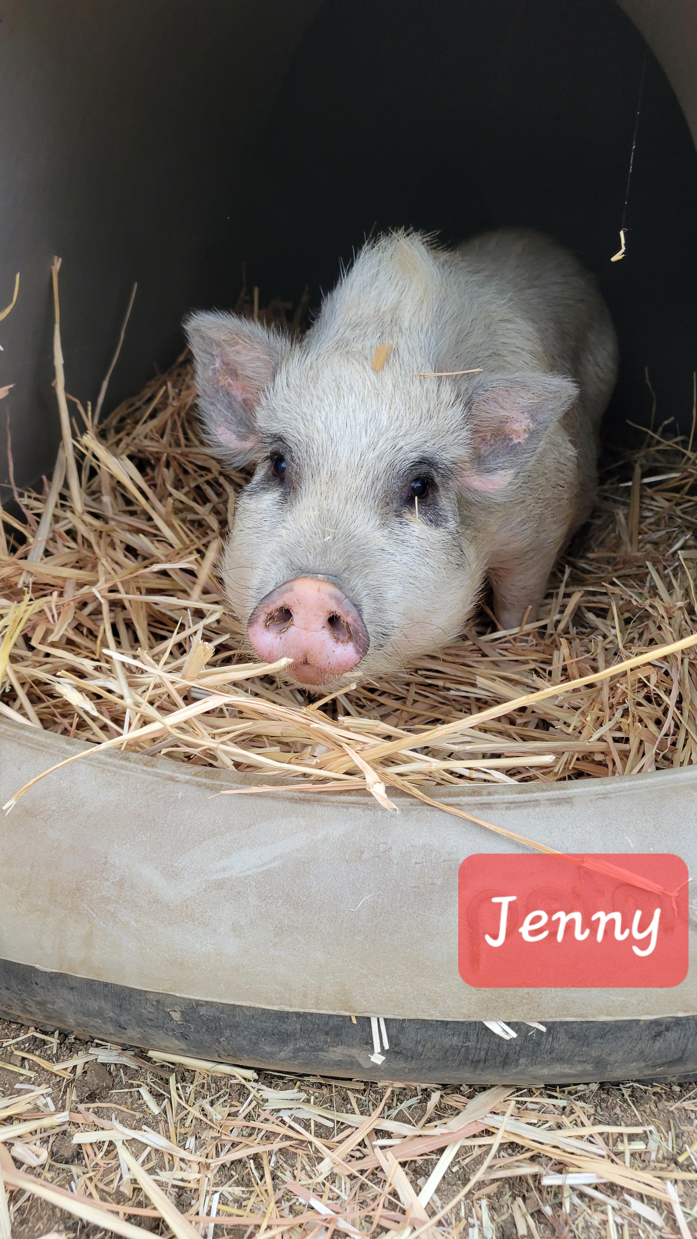 Jenny photo 2