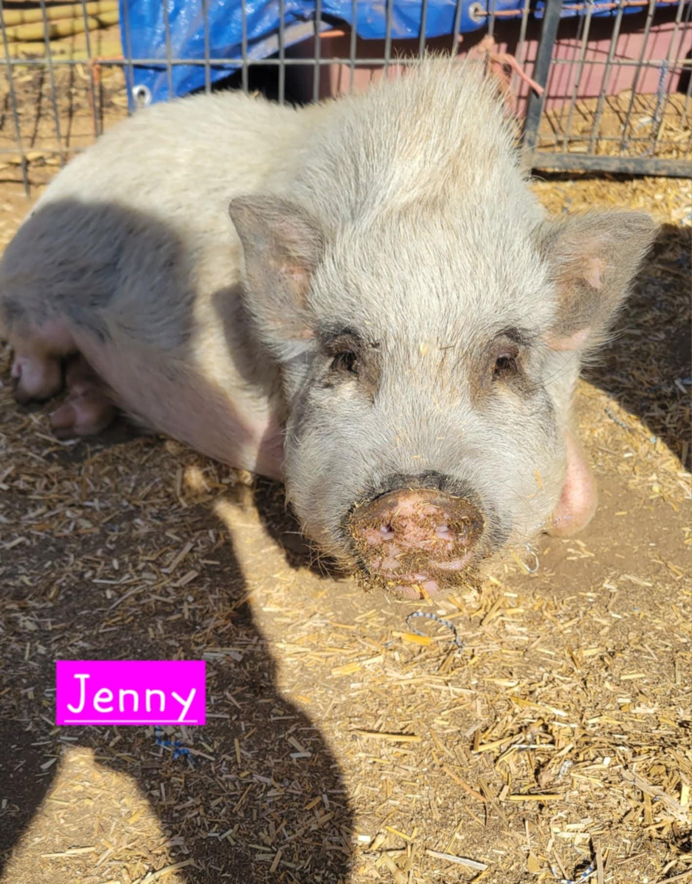 Jenny, an adopted Pot Bellied in Agua Dulce, CA image 2/2