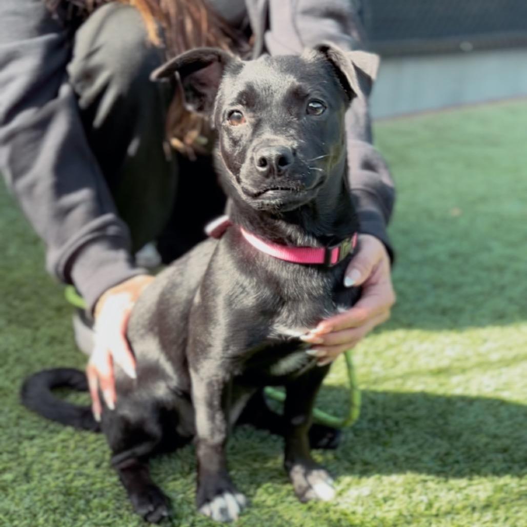 Butters A2252791 — thumbnail 3