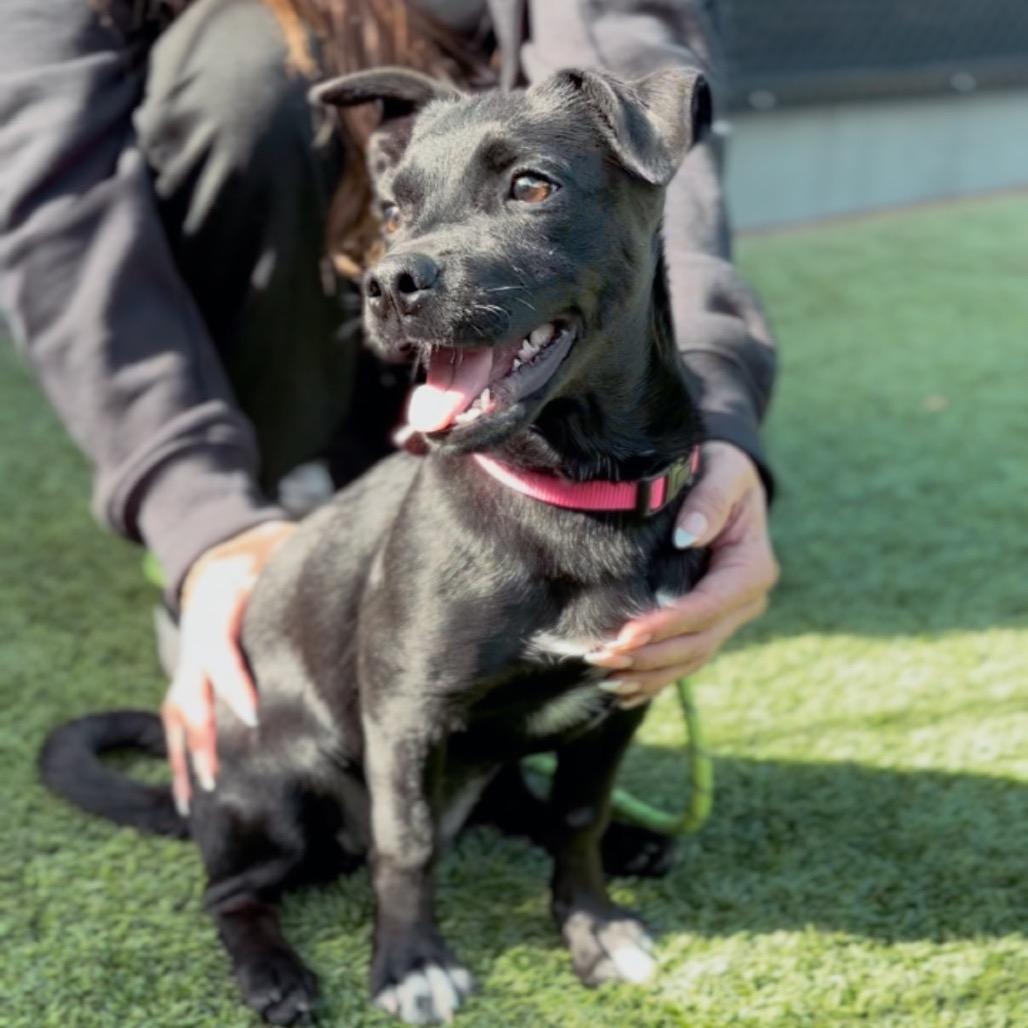 Butters A2252791 — thumbnail 4