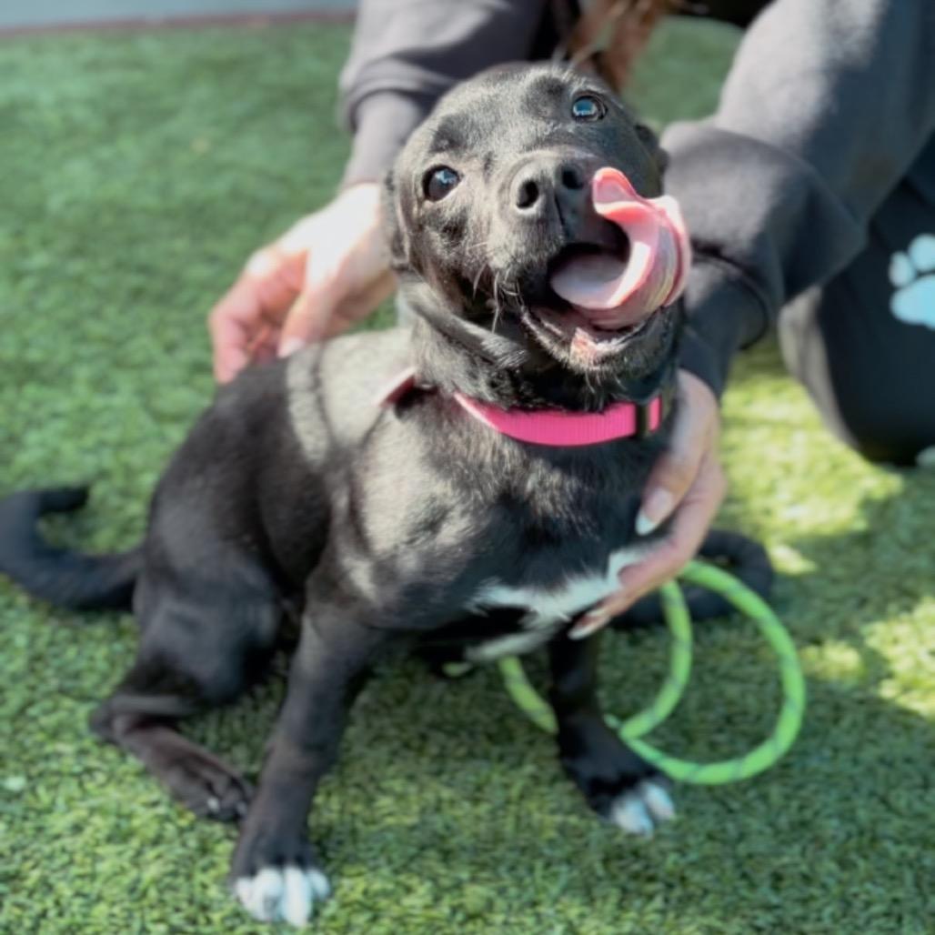 Butters A2252791 — thumbnail 5