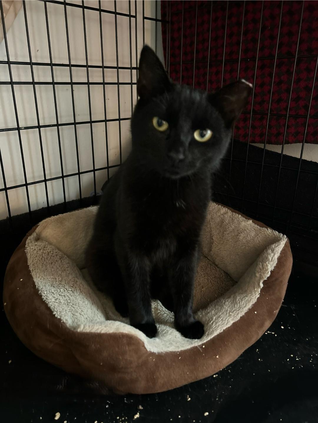 Jujube, Young Male Domestic Short Hair