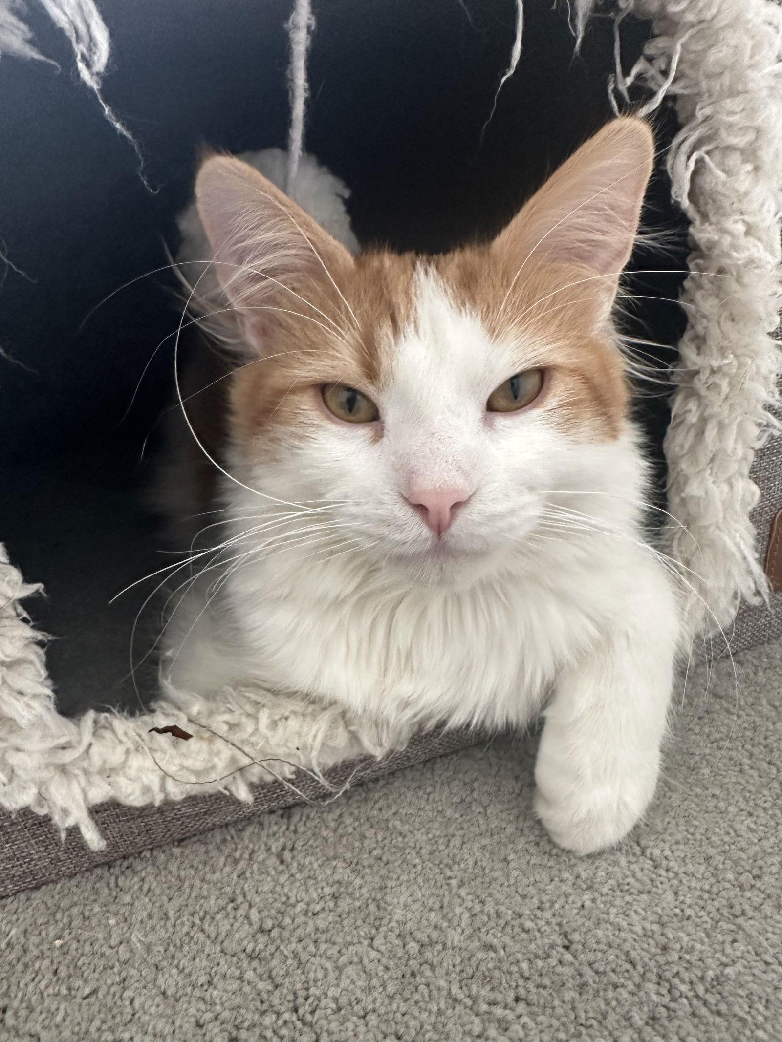 Dreamsicle, Adoptable, Young Male Domestic Short Hair.