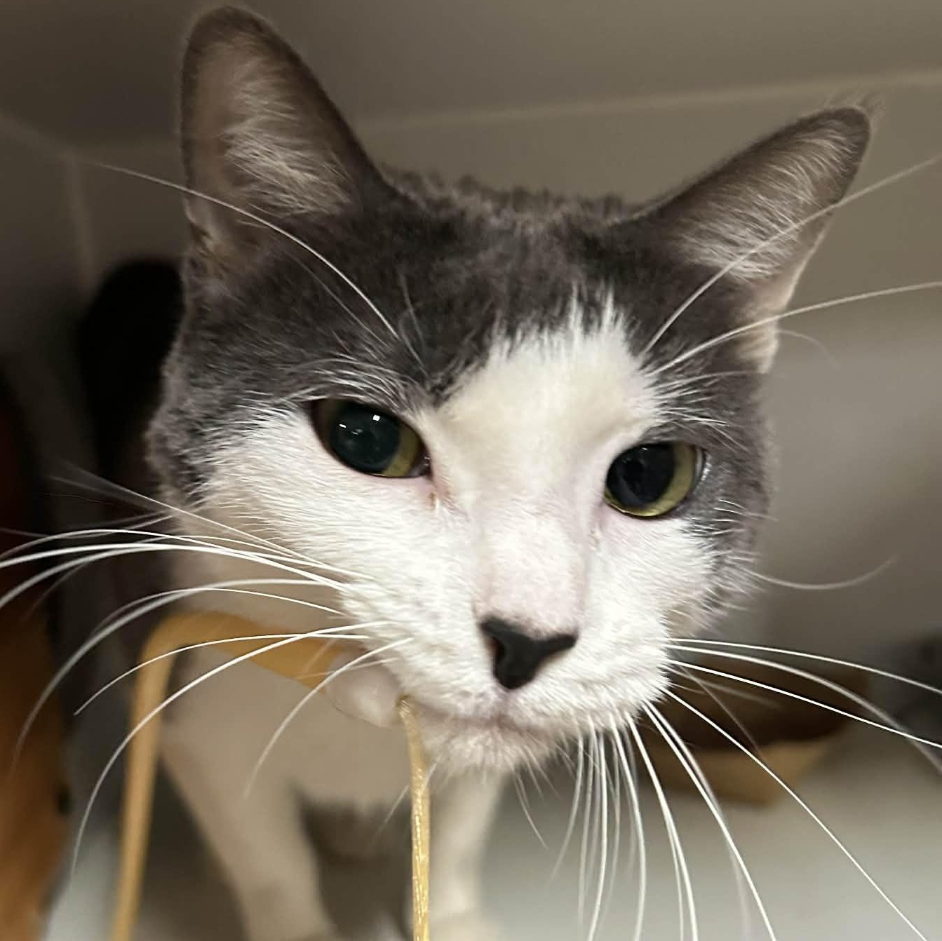 Enlarge Rice, a ADOPTABLE mixed breed in The Colony, TX image 1/1