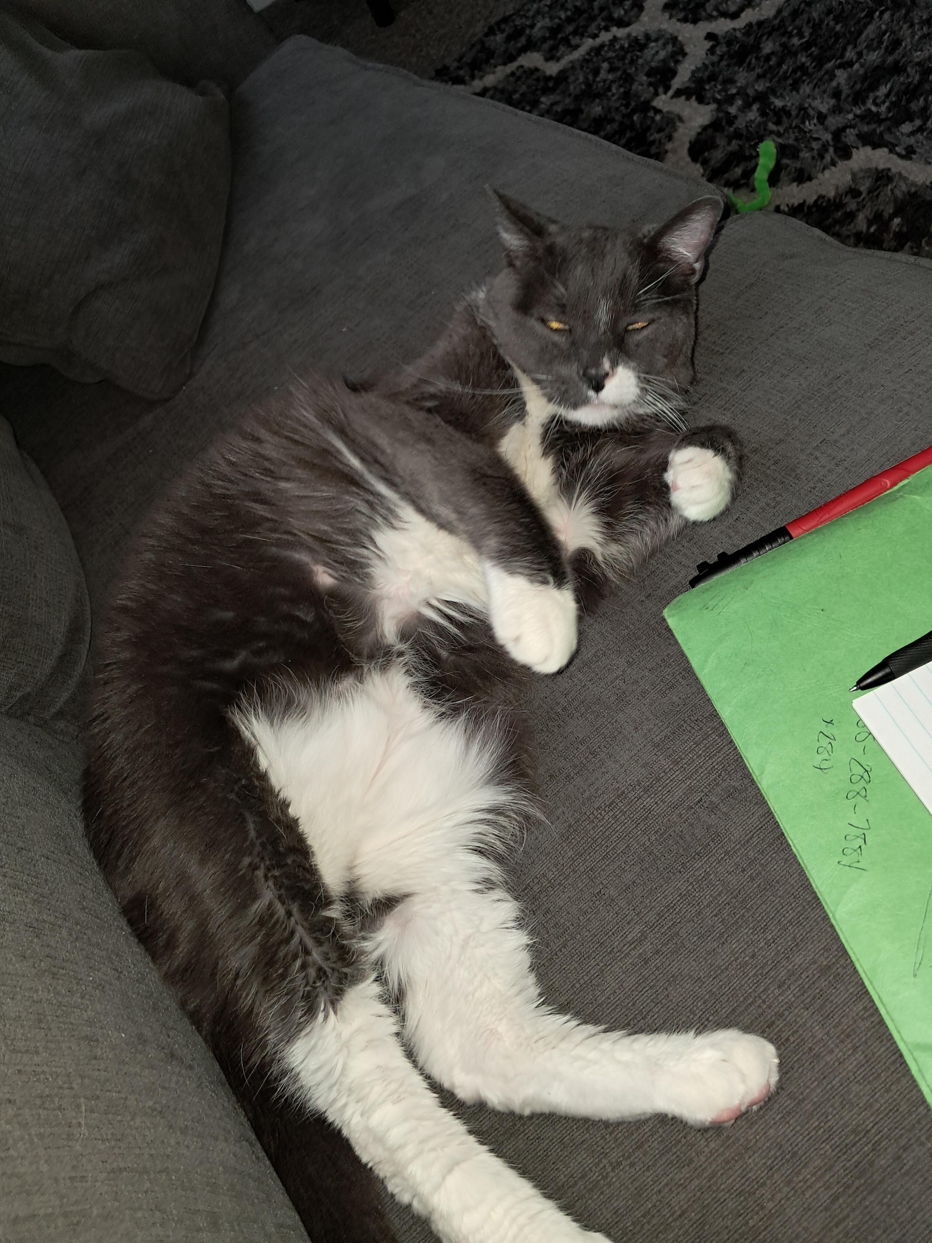 Enlarge Schmuly, a Adoptable Domestic Short Hair in Blaine, MN image 1/2