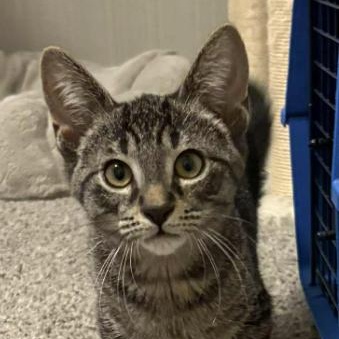 Cypress, Baby Female Domestic Short Hair