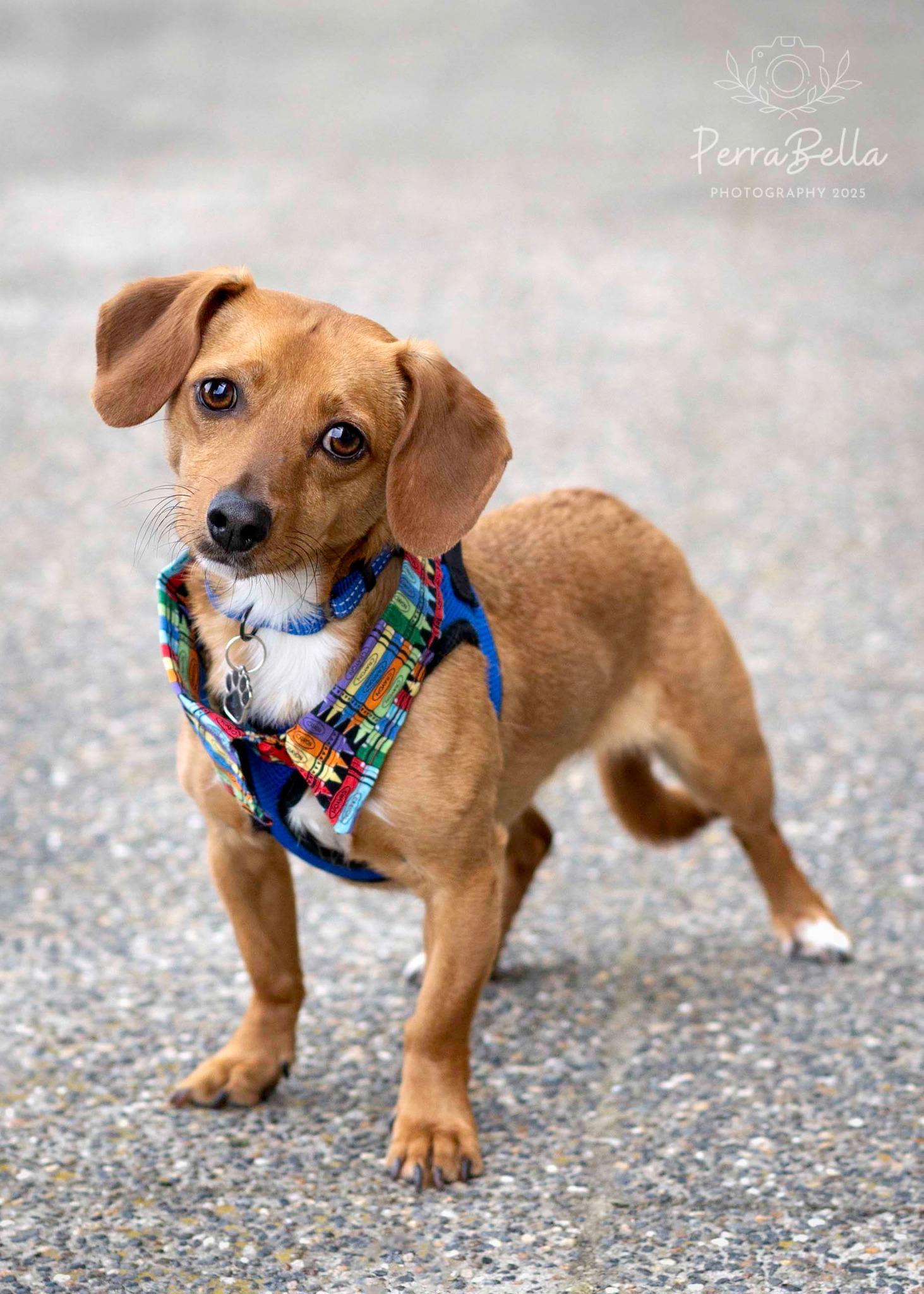 Elio, Adoptable, Adult Male Chihuahua & Dachshund.
