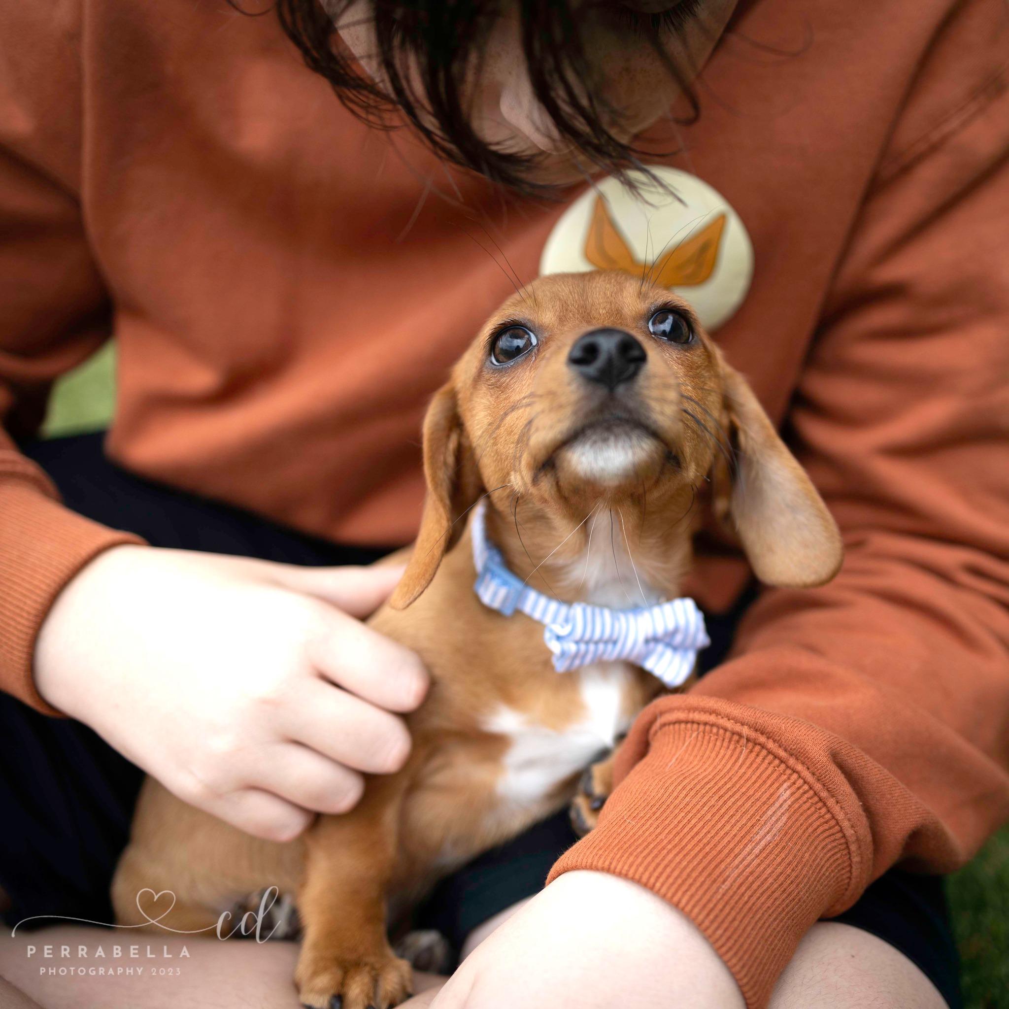 Enlarge Elio, a Adoptable mixed breed in West Richland, WA image 2/5