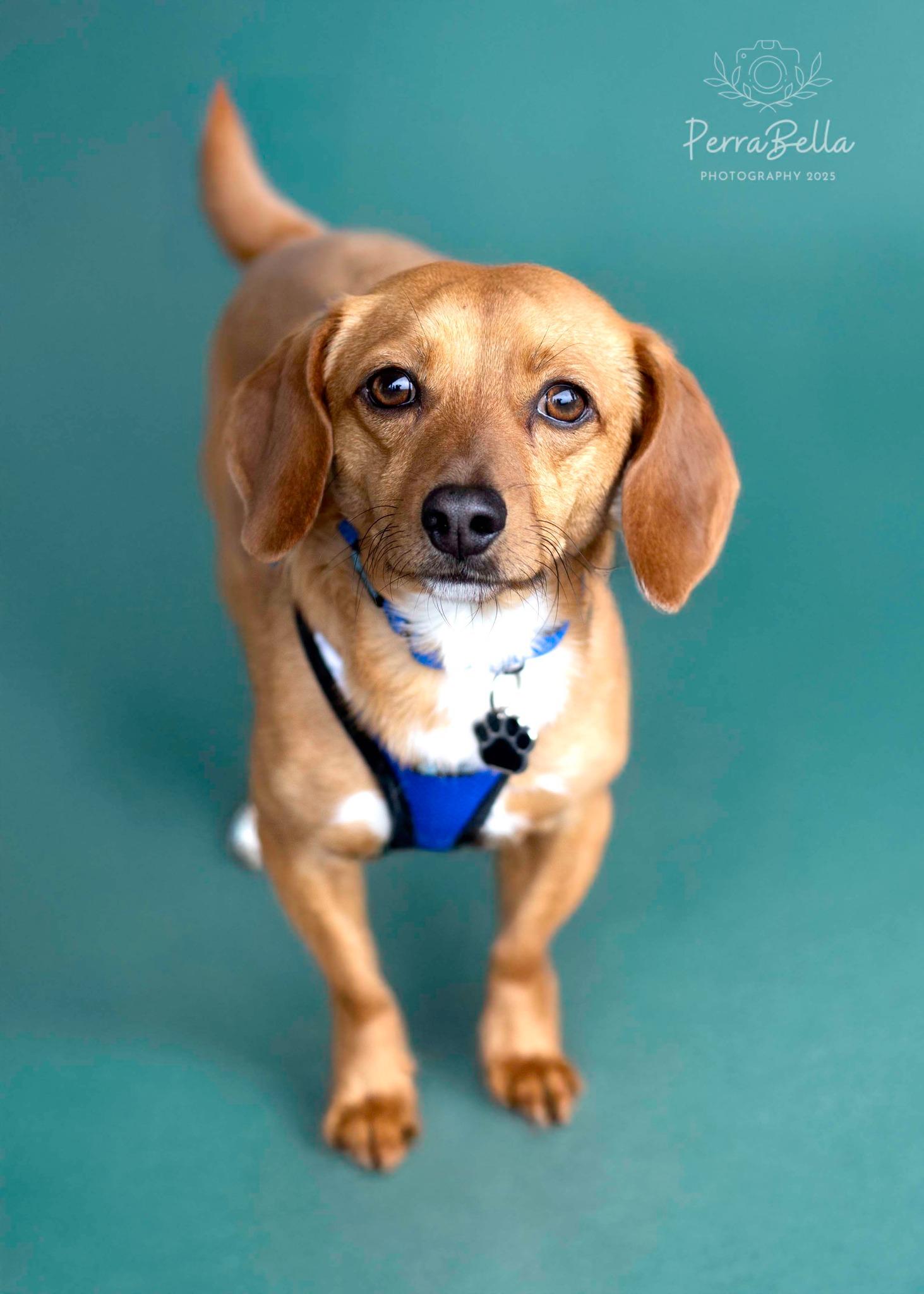 Enlarge Elio, a Adoptable mixed breed in West Richland, WA image 3/5
