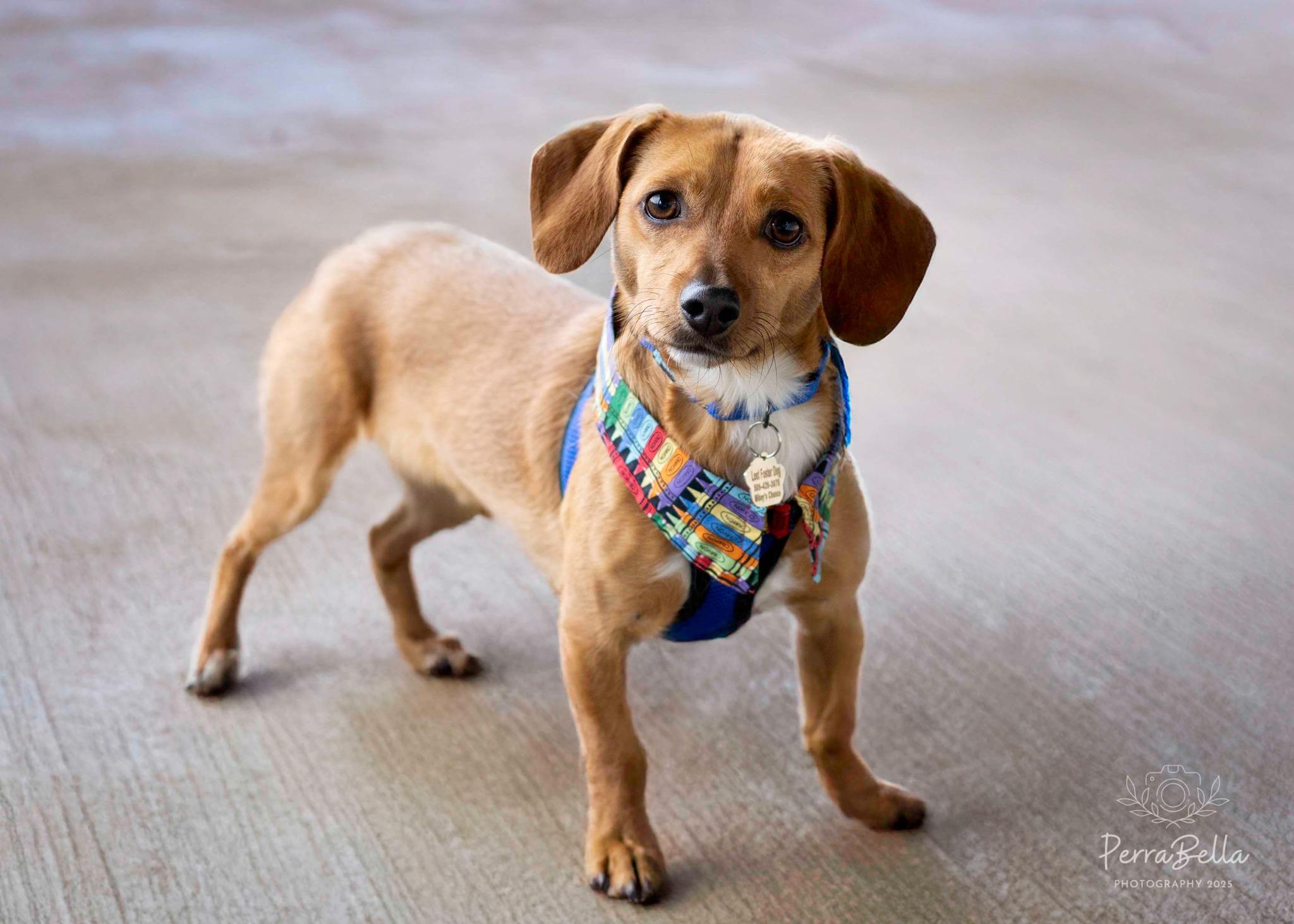 Enlarge Elio, a Adoptable mixed breed in West Richland, WA image 4/5