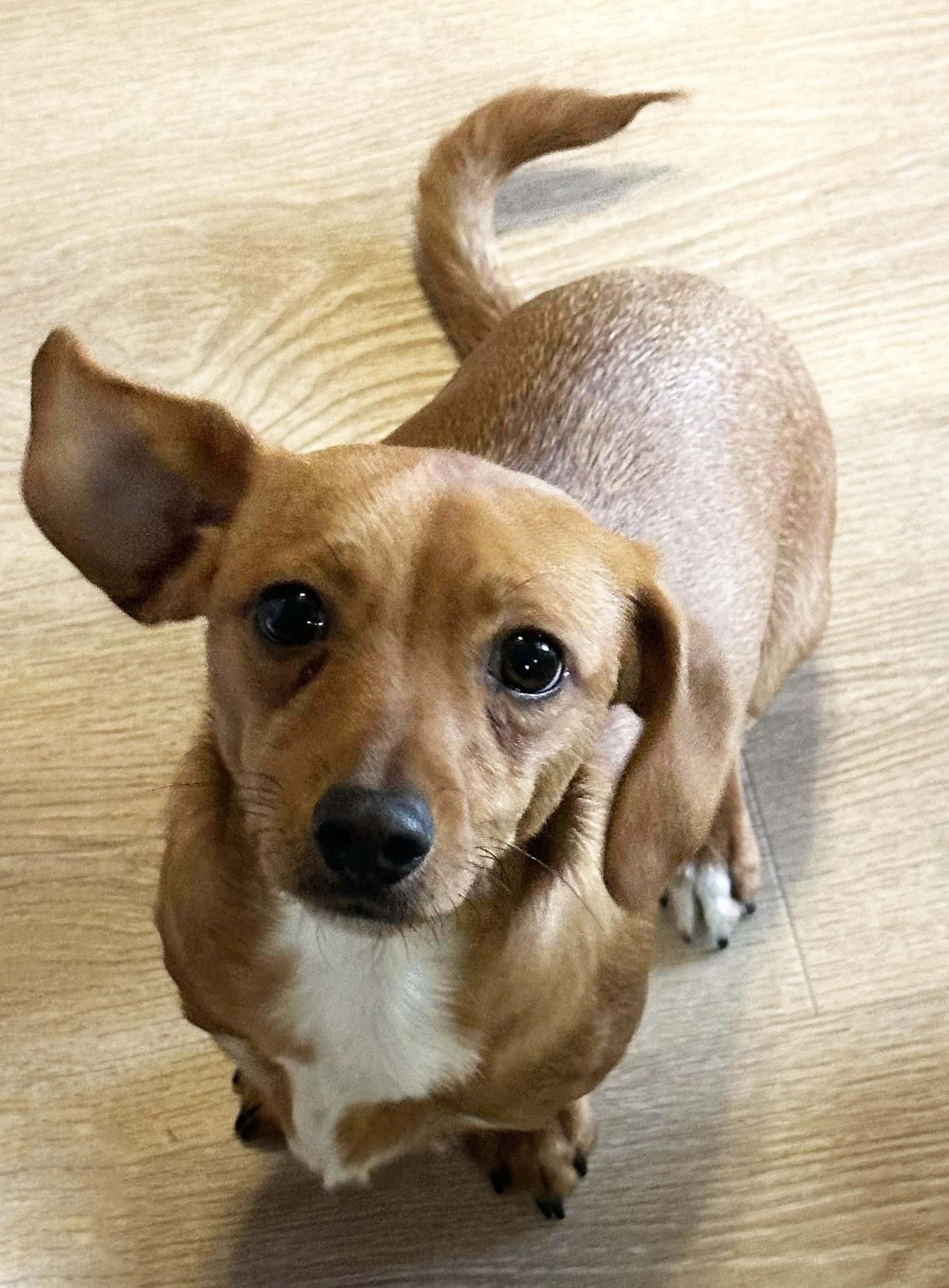 Enlarge Elio, a Adoptable mixed breed in West Richland, WA image 5/5