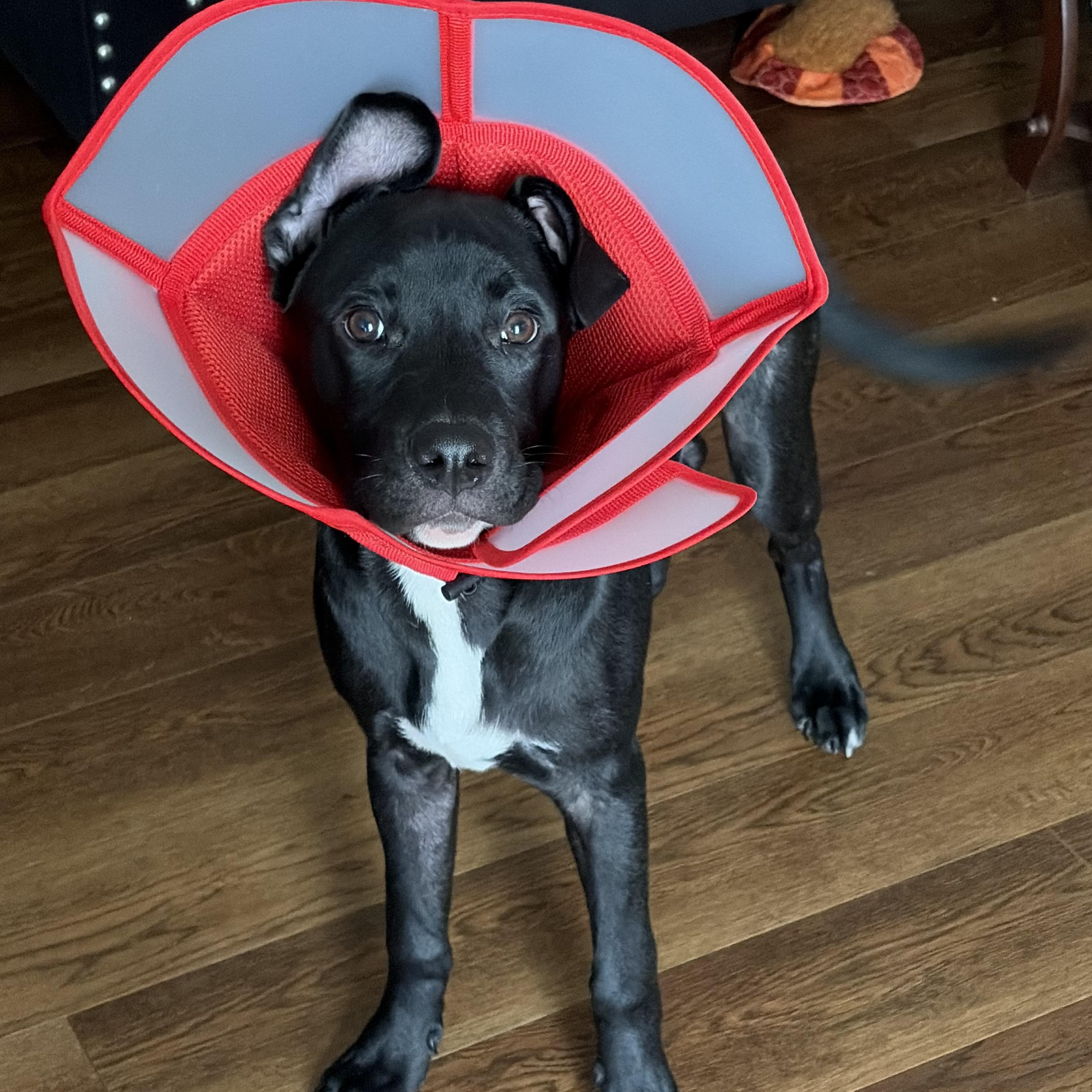 Enlarge Chief , an adopted mixed breed in Charleston , WV image 2/6