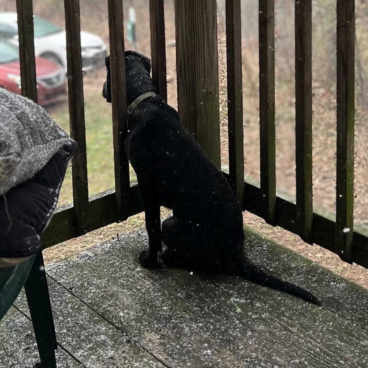 Enlarge Chief , an adopted mixed breed in Charleston , WV image 5/6