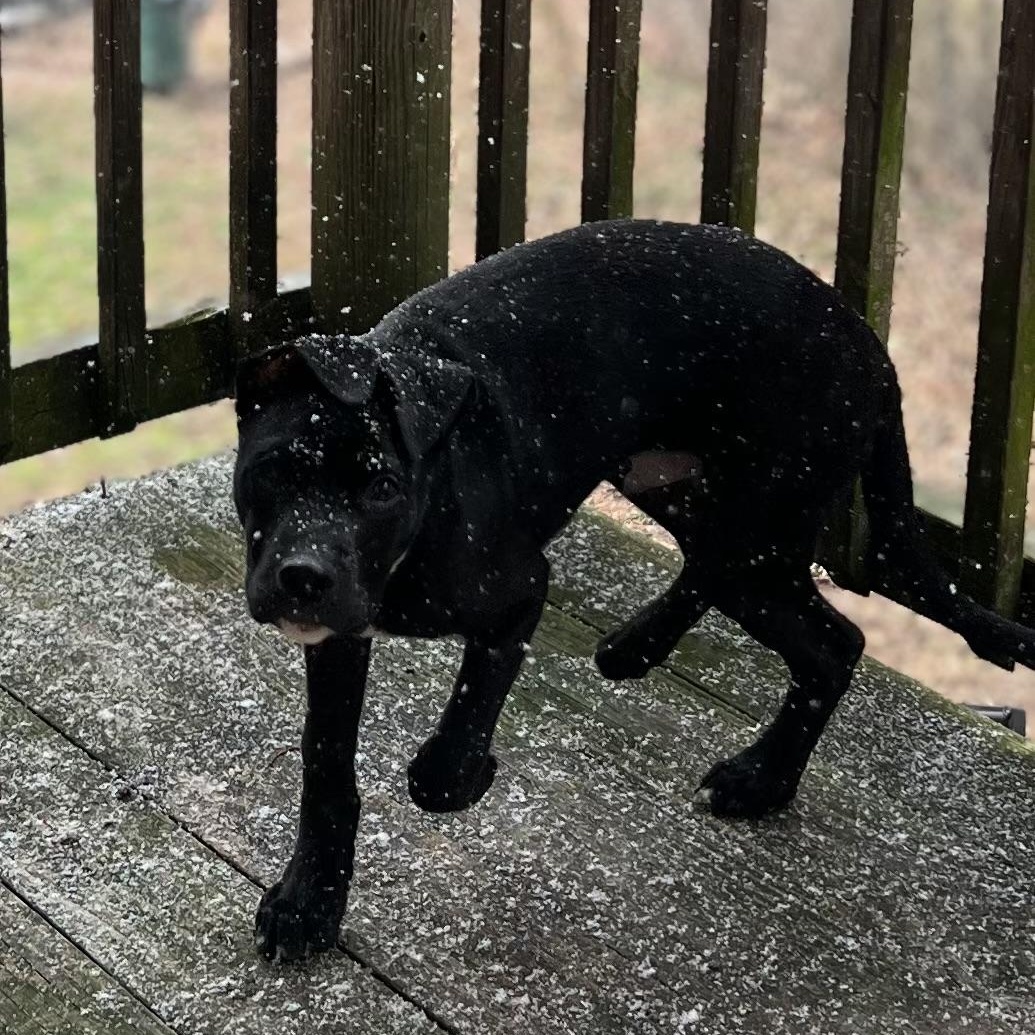 Enlarge Chief , an adopted mixed breed in Charleston , WV image 6/6