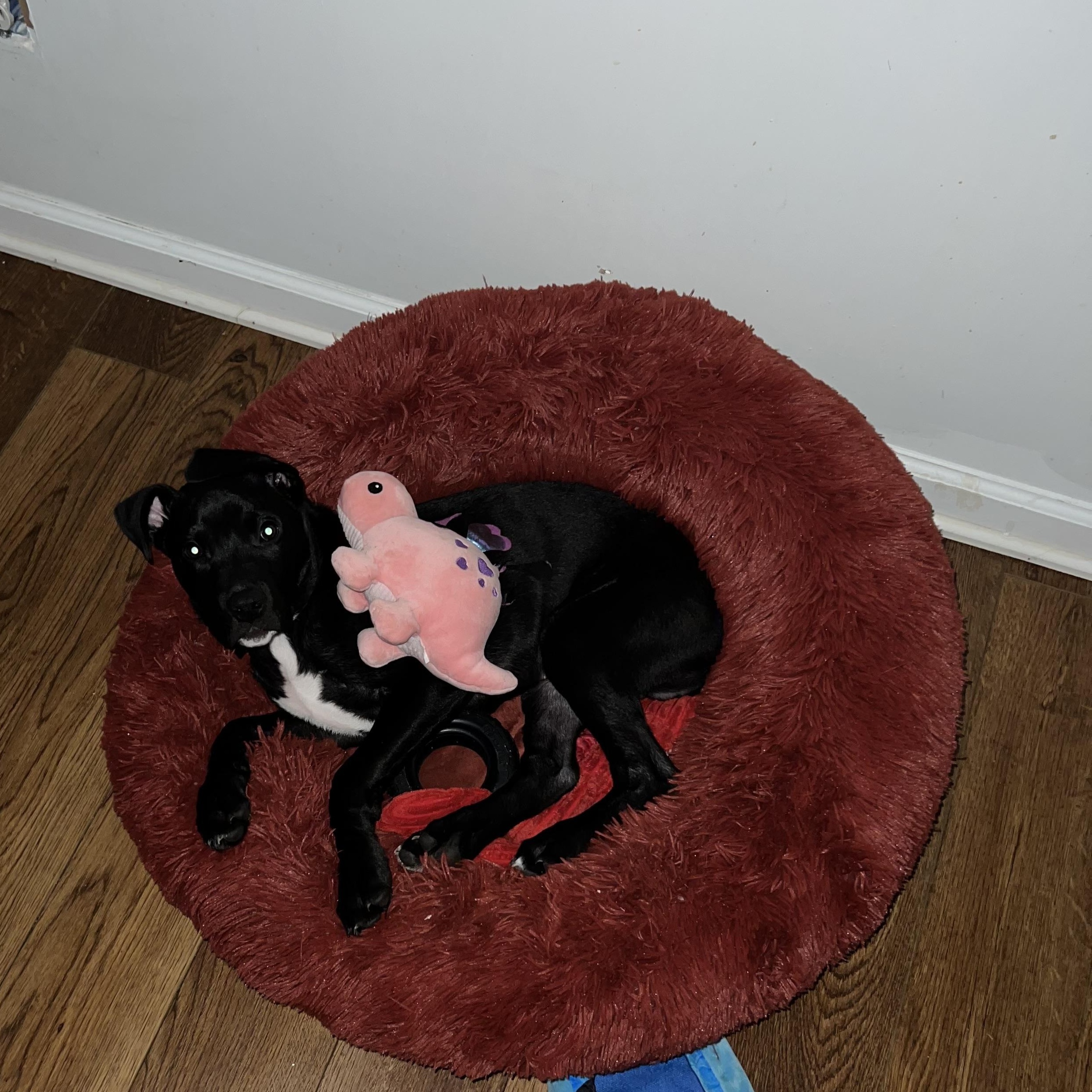 Enlarge Chief , an adopted mixed breed in Charleston , WV image 3/6