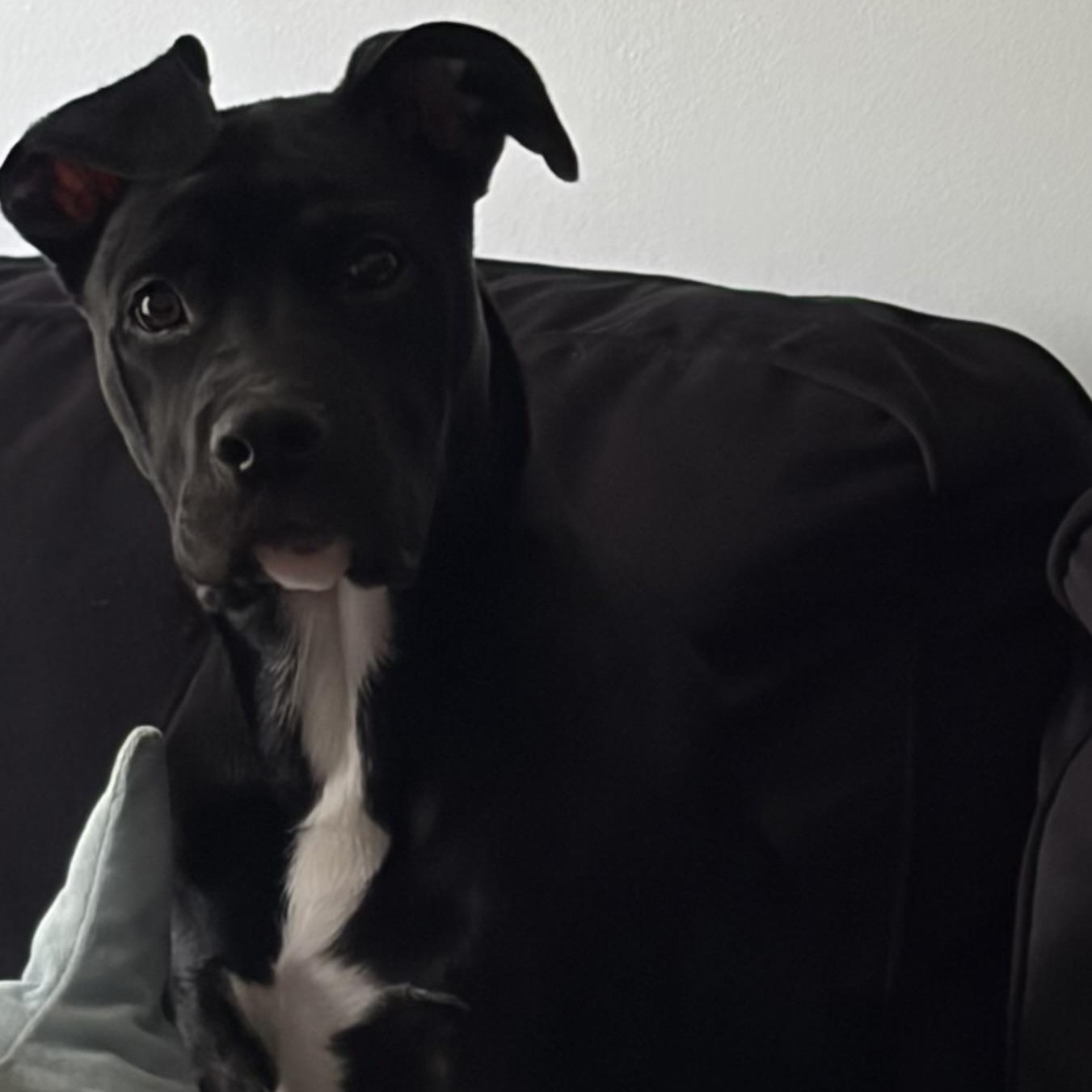 Chief , adopted, Puppy Male Pit Bull Terrier & Labrador Retriever.