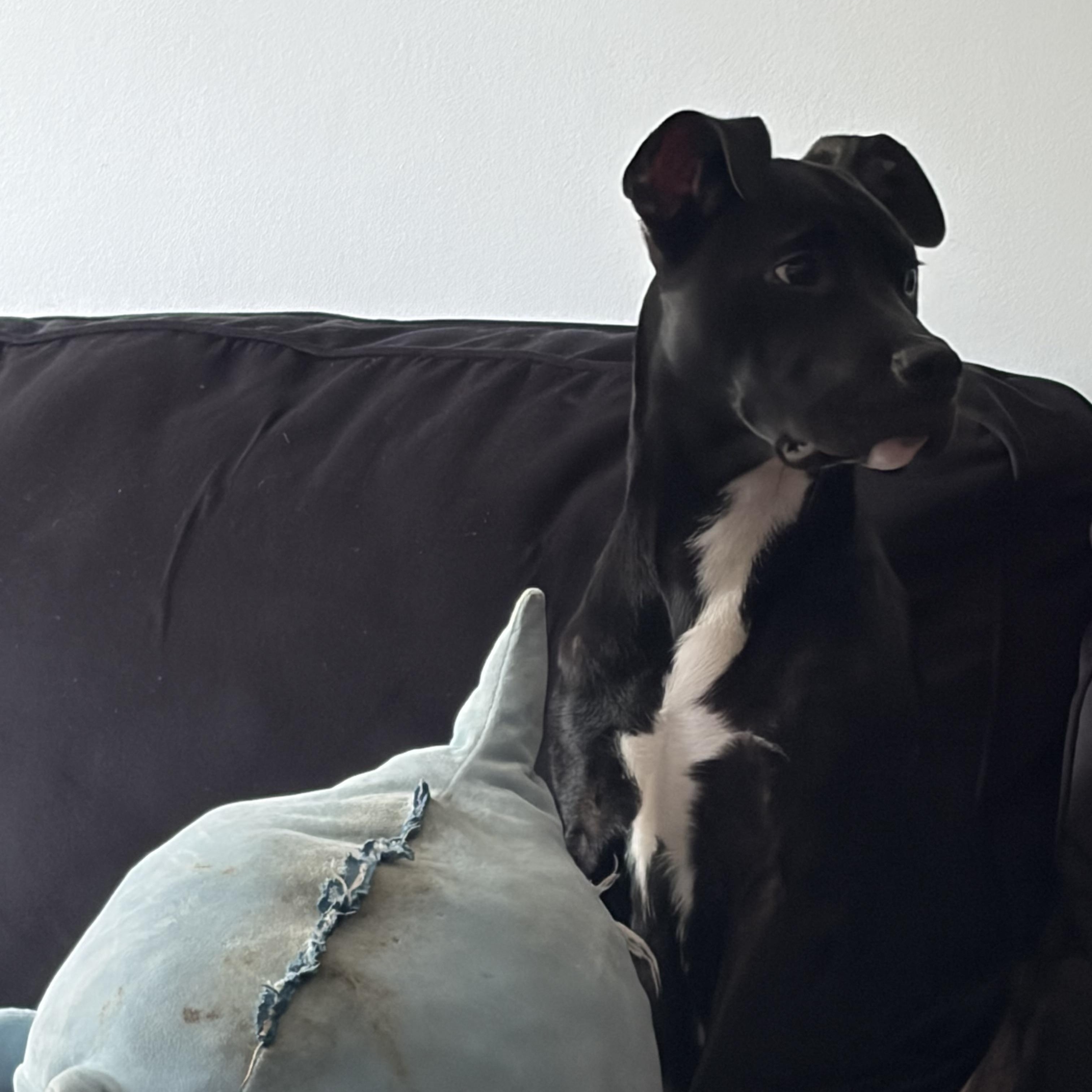 Enlarge Chief , an adopted mixed breed in Charleston , WV image 4/6