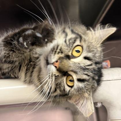 Amelia, an adopted Domestic Short Hair in North Myrtle Beach, SC image 3/4