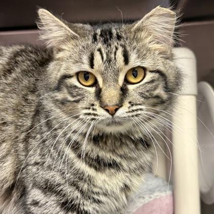 Amelia, an adopted Domestic Short Hair in North Myrtle Beach, SC image 2/4