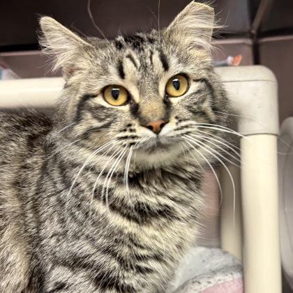 Amelia, adopted, Young Female Domestic Short Hair.