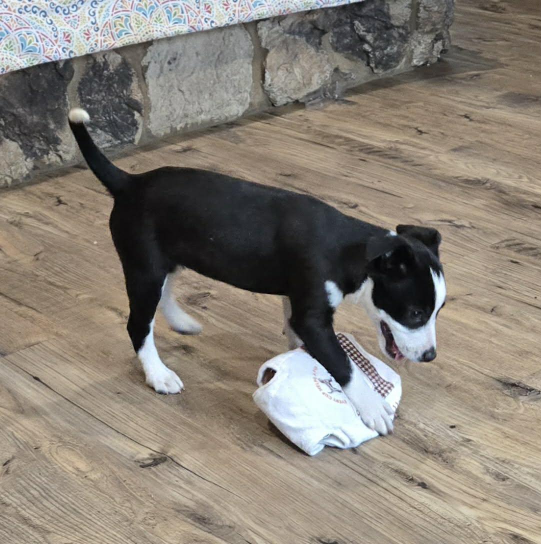 Breeze. ADOPTED, adopted, Puppy Female Jack Russell Terrier.