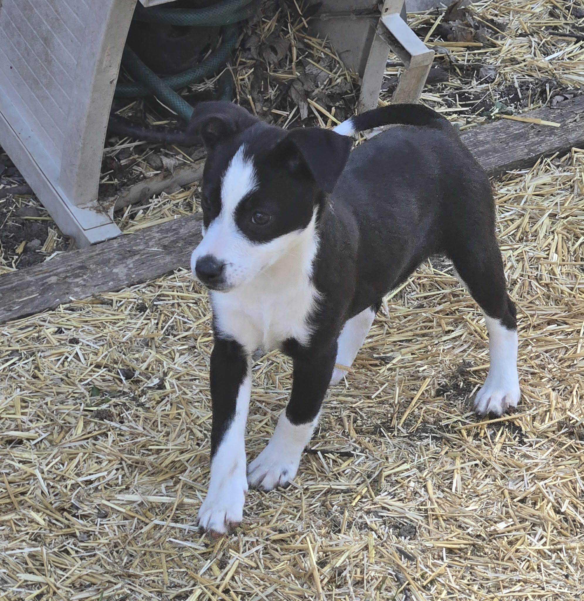 Enlarge Breeze. ADOPTED, an adopted mixed breed in Union Grove, WI image 2/3