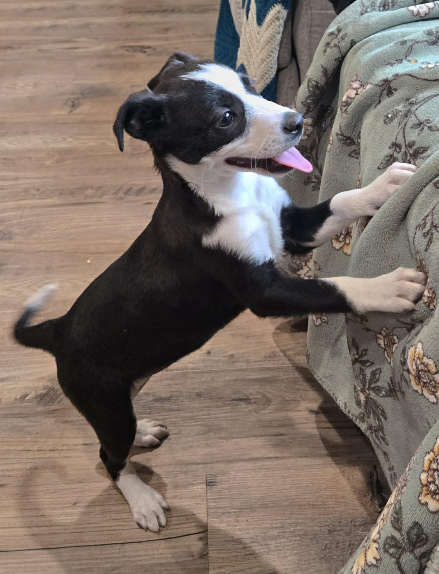 Enlarge Breeze. ADOPTED, an adopted mixed breed in Union Grove, WI image 3/3