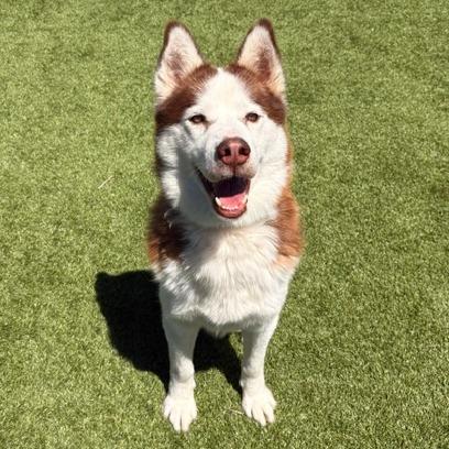 Thor, Adoptable, Adult Male Siberian Husky.