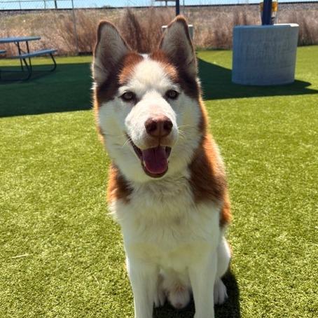 Enlarge Thor, a Adoptable Siberian Husky in Idaho Falls, ID image 2/6