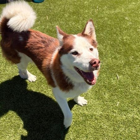 Enlarge Thor, a Adoptable Siberian Husky in Idaho Falls, ID image 3/6