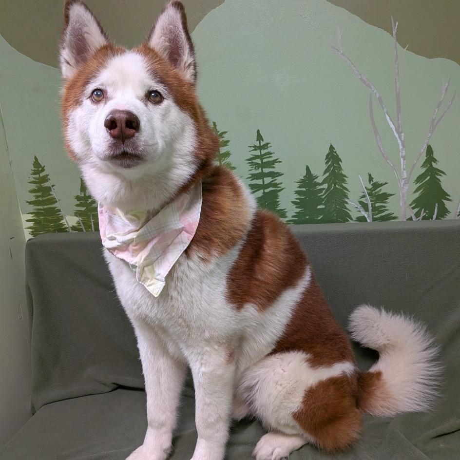 Enlarge Thor, a Adoptable Siberian Husky in Idaho Falls, ID image 4/6