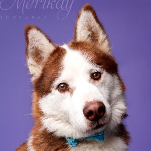 Enlarge Thor, a Adoptable Siberian Husky in Idaho Falls, ID image 5/6