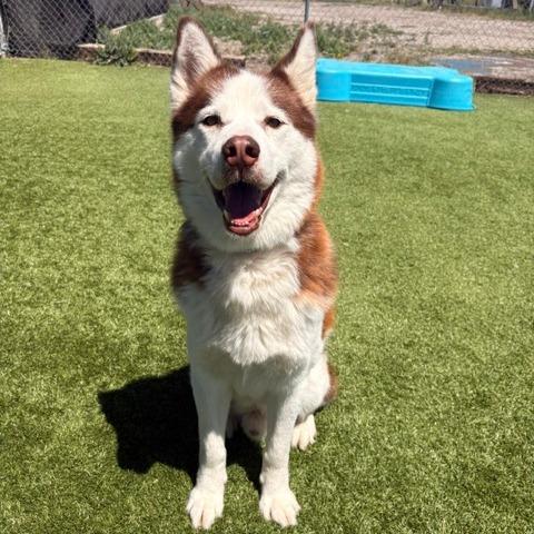 Enlarge Thor, a Adoptable Siberian Husky in Idaho Falls, ID image 6/6